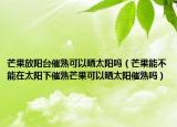 芒果放阳台催熟可以晒太阳吗（芒果能不能在太阳下催熟芒果可以晒太阳催熟吗）