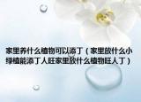 家里养什么植物可以添丁（家里放什么小绿植能添丁人旺家里放什么植物旺人丁）
