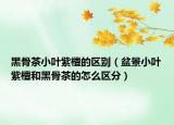 黑骨茶小叶紫檀的区别（盆景小叶紫檀和黑骨茶的怎么区分）
