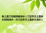 新上盘兰花啥时候浇水（兰花冬天上盘多长时间浇水一次兰花冬天上盘多久浇水）