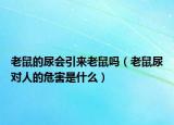 老鼠的尿会引来老鼠吗（老鼠尿对人的危害是什么）