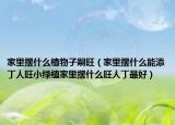 家里摆什么植物子嗣旺（家里摆什么能添丁人旺小绿植家里摆什么旺人丁最好）