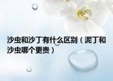 沙虫和沙丁有什么区别（泥丁和沙虫哪个更贵）