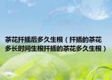茶花扦插后多久生根（扦插的茶花多长时间生根扦插的茶花多久生根）
