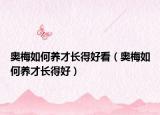 奥梅如何养才长得好看（奥梅如何养才长得好）