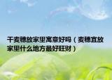 干麦穗放家里寓意好吗（麦穗宜放家里什么地方最好旺财）