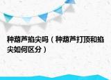 种葫芦掐尖吗（种葫芦打顶和掐尖如何区分）