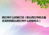西红柿什么时候打顶（阳台西红柿掐尖最合适时间阳台西红柿什么时候掐尖）
