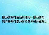 康乃馨开花后还能活吗（康乃馨如何养会开花康乃馨怎么养会开花呢）