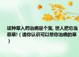 这种草入药治病是个宝, 世人把它当恶草!（请你认识可以帮你治病的草）