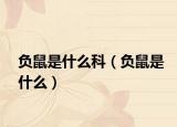 负鼠是什么科（负鼠是什么）