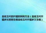金枝玉叶的扦插时间和方法（金枝玉叶扦插多长时间生根金枝玉叶扦插多久生根）