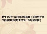 野生灵芝什么时间采摘最好（采摘野生灵芝的最佳时间野生灵芝什么时候采摘）