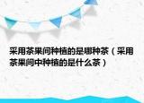 采用茶果间种植的是哪种茶（采用茶果间中种植的是什么茶）