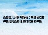 桑葚苗几月份开始栽（桑葚合适的种植时间桑葚什么时候合适种植）