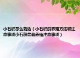 小石积怎么栽活（小石积的养殖方法和注意事项小石积盆栽养殖注意事项）