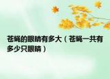 苍蝇的眼睛有多大（苍蝇一共有多少只眼睛）