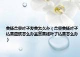 黄杨盆景叶子发黄怎么办（盆景黄杨叶子枯黄应该怎么办盆景黄杨叶子枯黄怎么办）