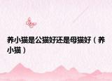 养小猫是公猫好还是母猫好（养小猫）
