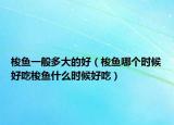 梭鱼一般多大的好（梭鱼哪个时候好吃梭鱼什么时候好吃）