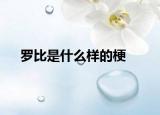 罗比是什么样的梗