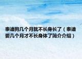 泰迪狗几个月就不长身长了（泰迪要几个月才不长身体了简介介绍）