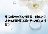 甜瓜叶片老化如何补救（甜瓜叶子太长如何补救甜瓜叶子太长怎么补救）