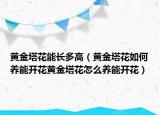黄金塔花能长多高（黄金塔花如何养能开花黄金塔花怎么养能开花）