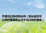 柠檬可以种在阳台吗（阳台是否可以种柠檬草阳台可不可以种柠檬草）
