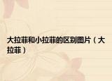 大拉菲和小拉菲的区别图片（大拉菲）