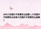 小叶六月雪叶子发黄怎么回事（六月雪叶子发黄怎么补救六月雪叶子发黄怎么回事）