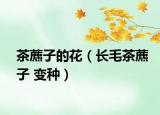 茶藨子的花（长毛茶藨子 变种）