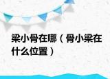 梁小骨在哪（骨小梁在什么位置）