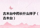 古木台中药长什么样子（古木台）