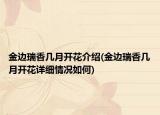 金边瑞香几月开花介绍(金边瑞香几月开花详细情况如何)