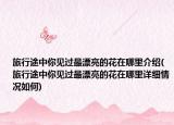 旅行途中你见过最漂亮的花在哪里介绍(旅行途中你见过最漂亮的花在哪里详细情况如何)