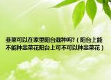 韭菜可以在家里阳台栽种吗?（阳台上能不能种韭菜花阳台上可不可以种韭菜花）