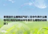家里放什么植物运气好（在中午养什么植物可以有好运转运中午养什么植物好运转运）