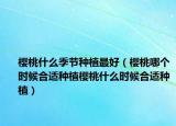 樱桃什么季节种植最好（樱桃哪个时候合适种植樱桃什么时候合适种植）