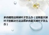 多肉植物法师掉叶子怎么办（法师夏天掉叶子的解决方法法师多肉夏天掉叶子怎么办）