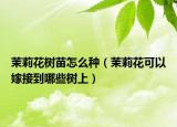 茉莉花树苗怎么种（茉莉花可以嫁接到哪些树上）