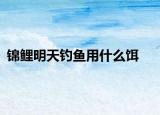 锦鲤明天钓鱼用什么饵