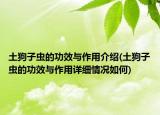 土狗子虫的功效与作用介绍(土狗子虫的功效与作用详细情况如何)