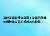 茶叶发霉是什么霉菌（发霉的茶叶如何种菜发霉的茶叶怎么种菜）
