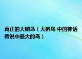 真正的大鹏鸟（大鹏鸟 中国神话传说中最大的鸟）