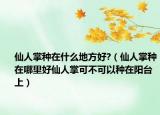 仙人掌种在什么地方好?（仙人掌种在哪里好仙人掌可不可以种在阳台上）