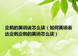 企鹅的英语该怎么读（如何英语表达企鹅企鹅的英语怎么读）