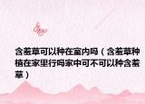 含羞草可以种在室内吗（含羞草种植在家里行吗家中可不可以种含羞草）