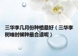 三华李几月份种植最好（三华李树啥时候种最合适呢）