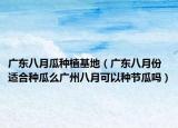 广东八月瓜种植基地（广东八月份适合种瓜么广州八月可以种节瓜吗）